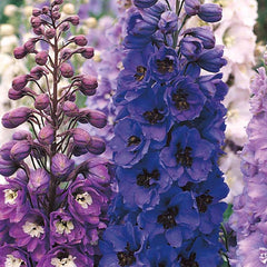 Delphinium, Emerald Pacific Mix Seeds, 200mg