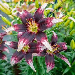 Netty's Pride Lily