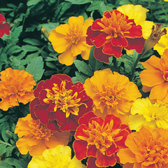 Marigold, Champion Mix Seeds, 500mg