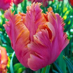 Amazing Parrot Tulip