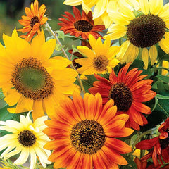 Sunflower, Fun Sunny Hybrid Mix Seeds, 1.4g