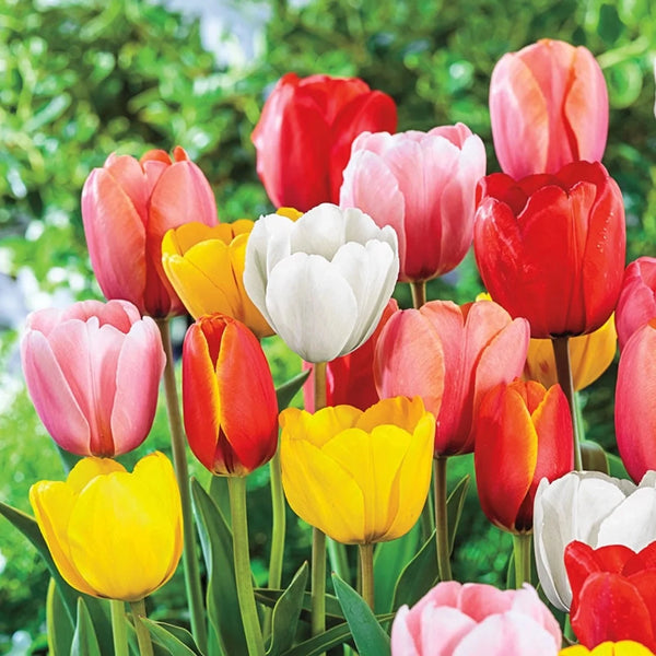 WOW! Deluxe Perennial Tulip Mixture