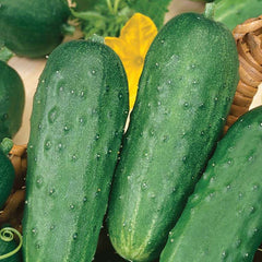 Cucumber, Garden Bush Pickle Hybrid Seeds, 1.6g