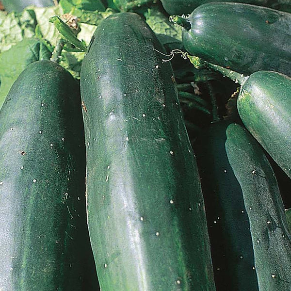 Cucumber, Garden Bush Slicer Hybrid Seeds, 1.6g