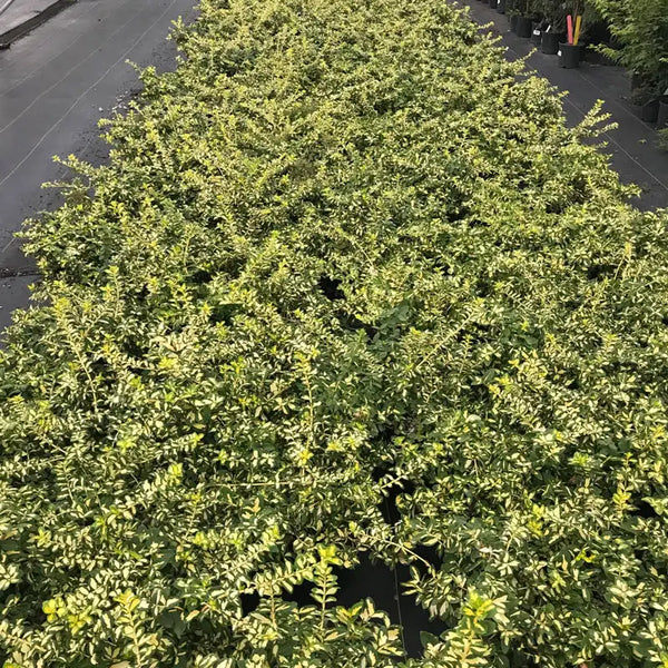 Moonshadow Euonymus