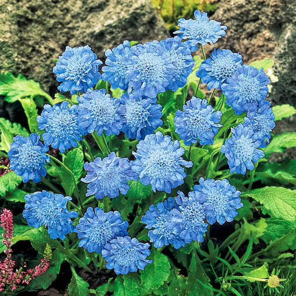 Isaac House Scabiosa Blend