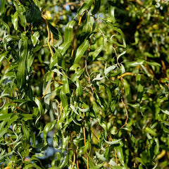 Salix Willow Tree Upright Hybrid