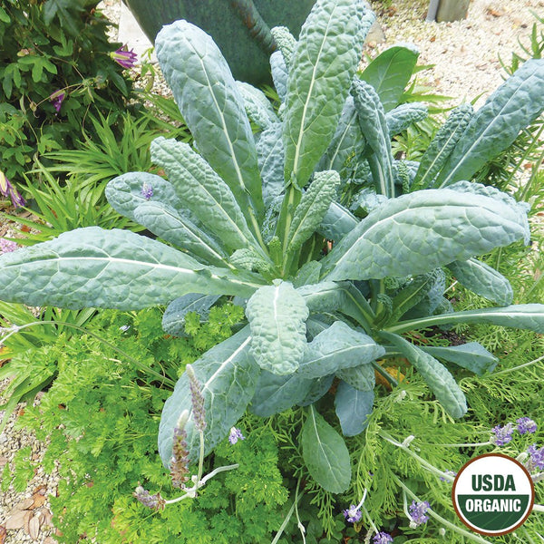 Kale, Lacinato Organic Seeds, 1.9g
