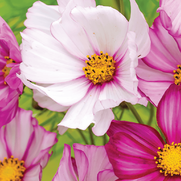 Cosmos, Candy Stripe Seeds, 900mg