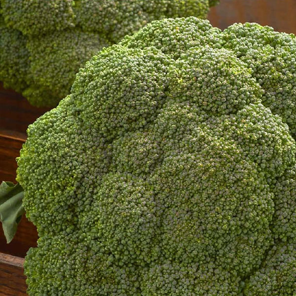 Broccoli, Destiny Hybrid Seeds, 300mg