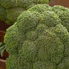 Broccoli, Destiny Hybrid Seeds, 300mg