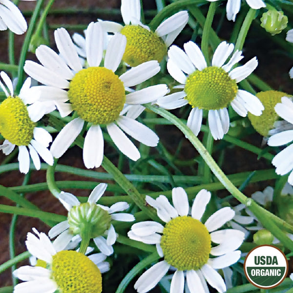 Chamomile Organic Seeds, 200mg