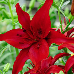 Bens Asiatic Lily Collection