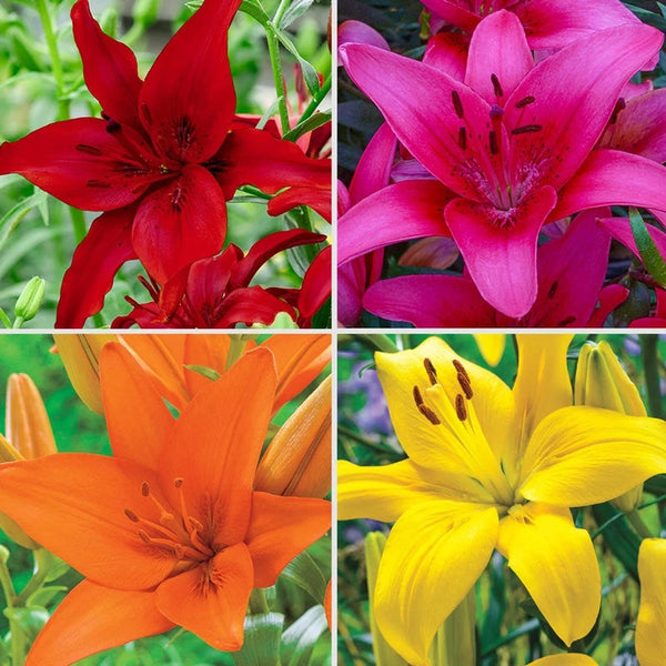 Ben's Asiatic Lily Collection
