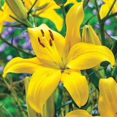 Yellow County Lily