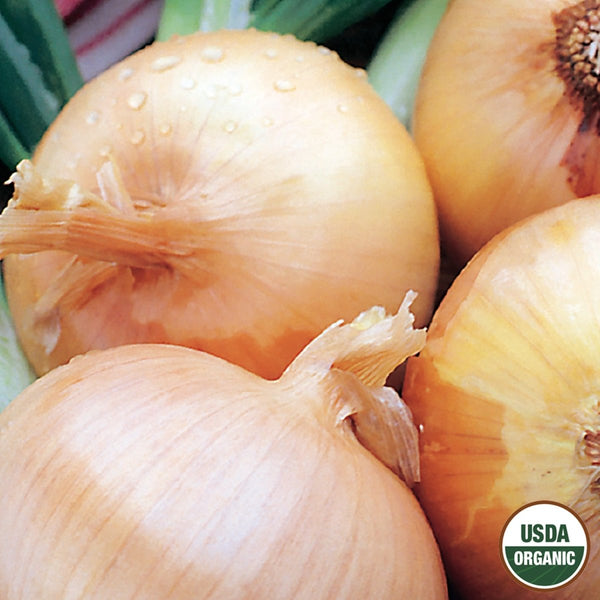 Onion, Texas Grano Organic Seeds, 1.1g