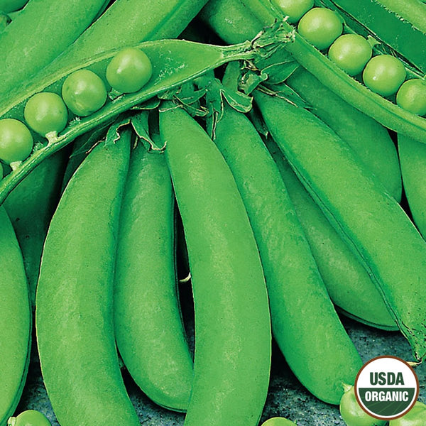 Pea, Cascadia Sugar Snap Organic Seeds, 14g