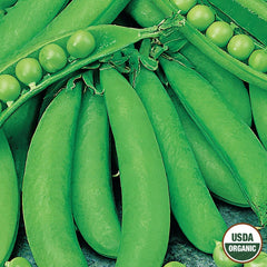 Pea, Cascadia Sugar Snap Organic Seeds, 14g
