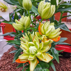 Hulk Double Lily