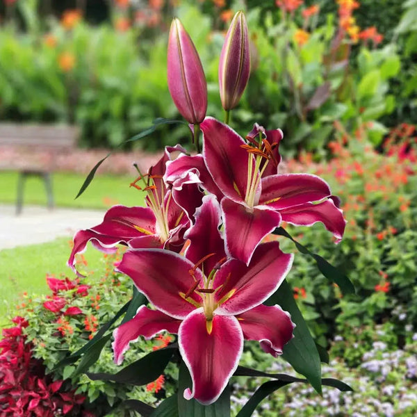Vangelis Lily