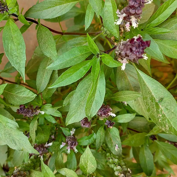 Thai Basil