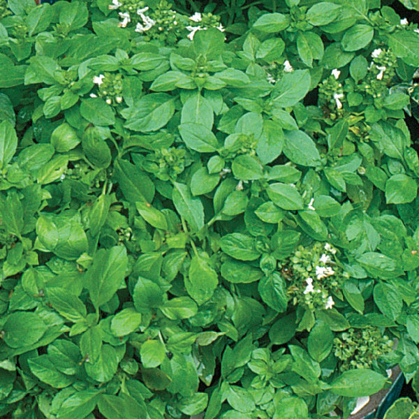 Basil, Lime Seeds, 400mg