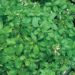 Basil, Lime Seeds, 400mg