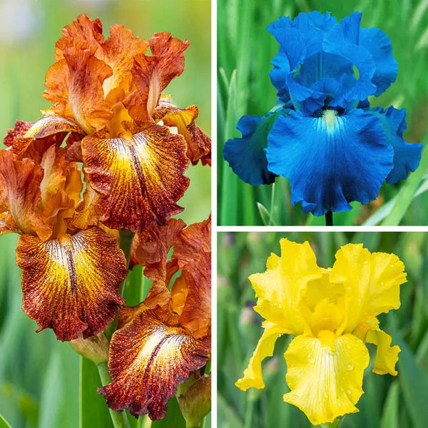 Reblooming Iris Collection