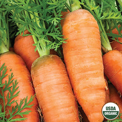 Carrot, Petite Sweet Organic Seeds , 1.3g