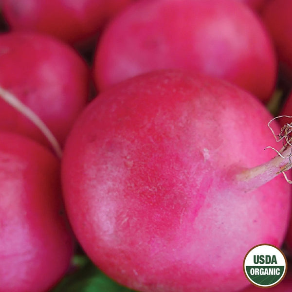 Radish, Crimson Giant Organic Seeds, 2.6g