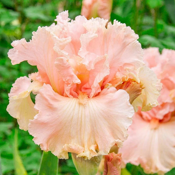 In Love Again Bearded Iris