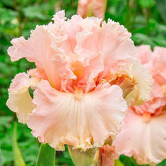 In Love Again Bearded Iris