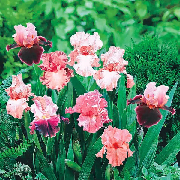 Shades of Pink Bearded Iris Mixture Super Sak
