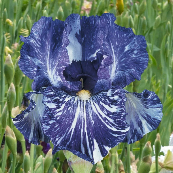 Batik Bearded Iris