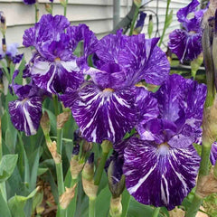 Batik Bearded Iris
