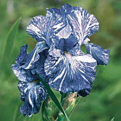 Batik Bearded Iris