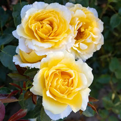 Quest For Zest™ Grandiflora Rose