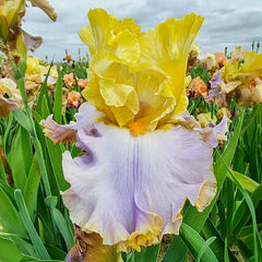 Time Stands Still Bearded Iris