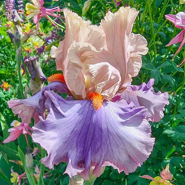 Mayfair Reblooming Bearded Iris