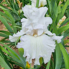 Polar Cap Bearded Iris