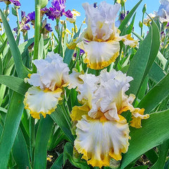 Toasty Marshmallow Bearded Iris