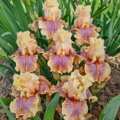 Escape From Boredom Bearded Iris