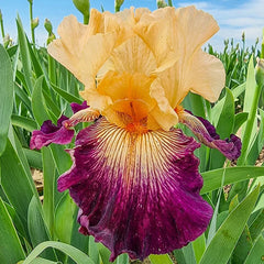 Doctor Who Bearded Iris