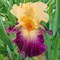 Doctor Who Bearded Iris