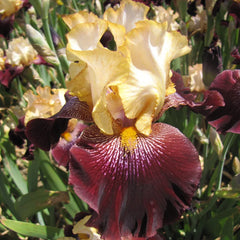 Rum And Coke Bearded Iris