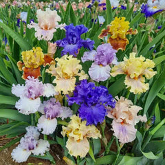 Ruffled Bearded Iris Mixture