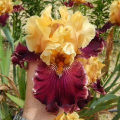 Catwalk Bearded Iris
