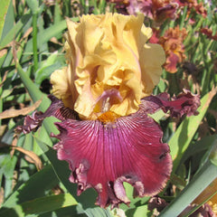 Catwalk Bearded Iris