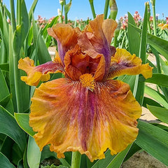 Harvest Maiden Bearded Iris
