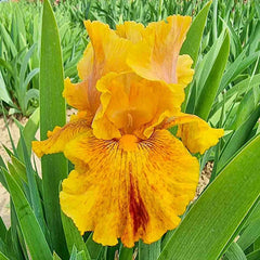 Wizard of Odds Bearded Iris